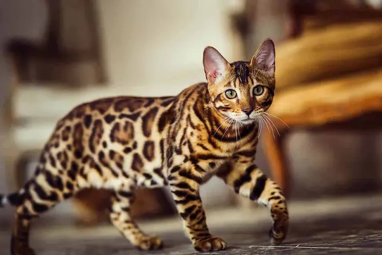 cat 1