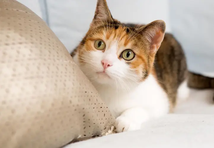 cat 2