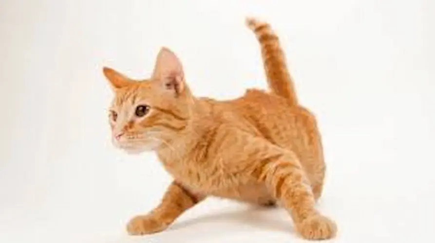 cat 3