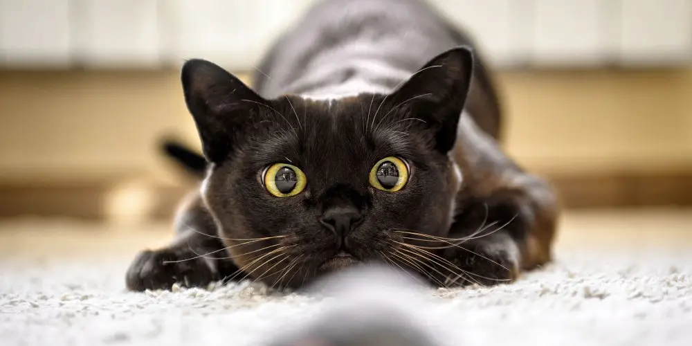cat 4