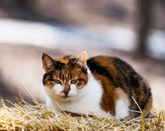 cat 5