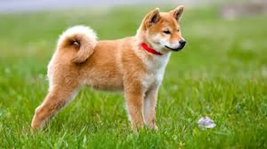 dog 1