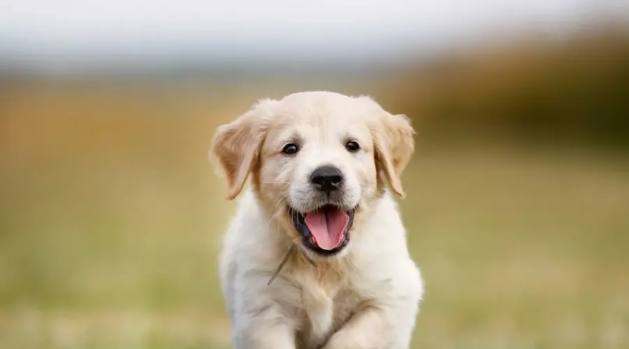 dog  2