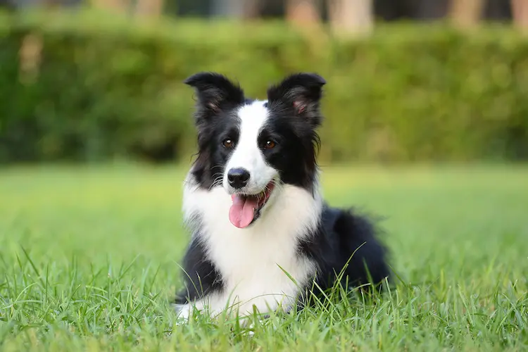 dog  3