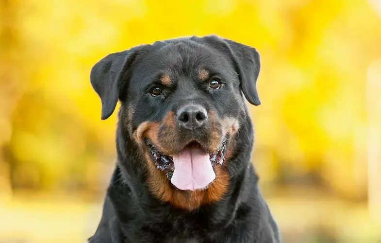 dog  4