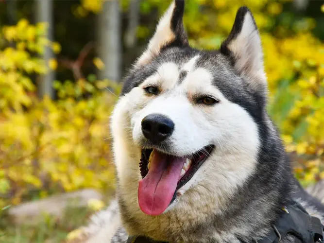 dog  5