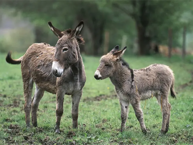 donkey 1