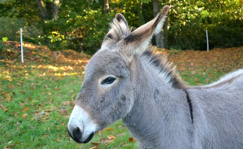 donkey 2