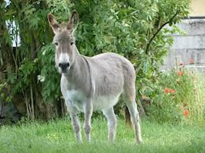 donkey 3
