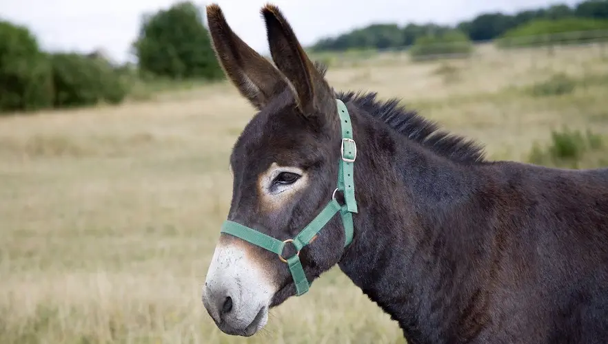 donkey 4