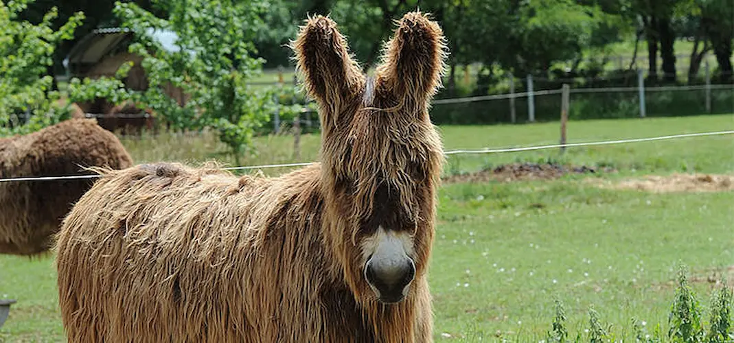 donkey 5