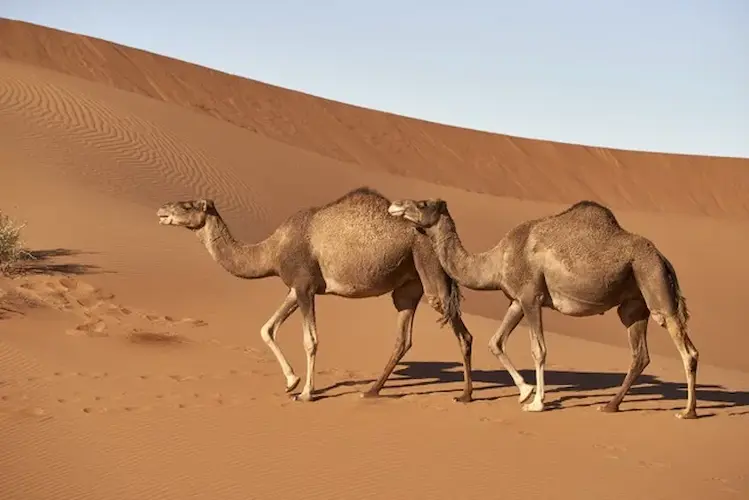 camel 1