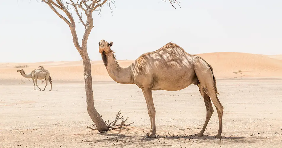 camel 2