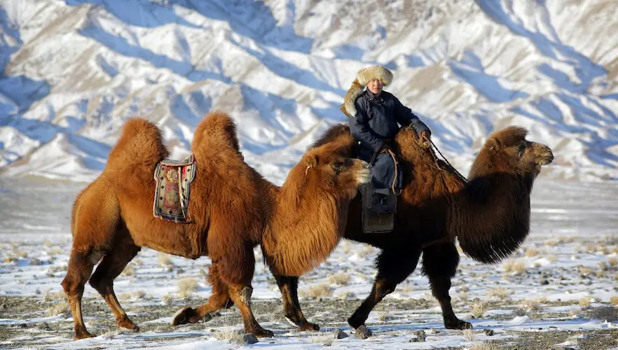 camel 3