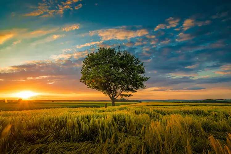 nature 1