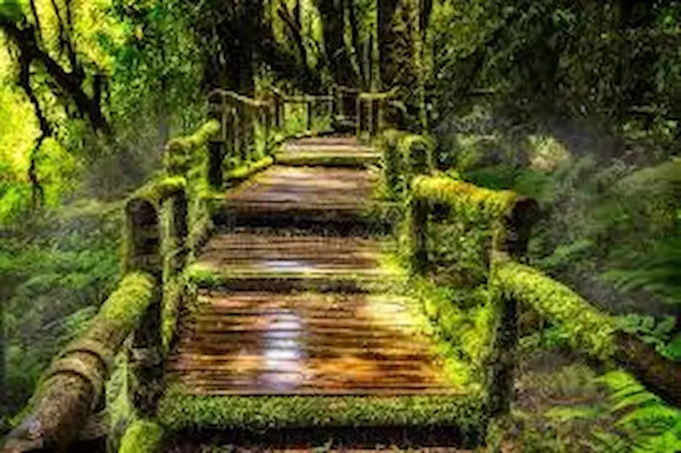 nature 2