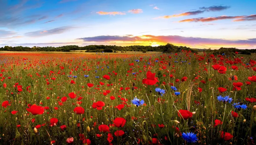 nature 4